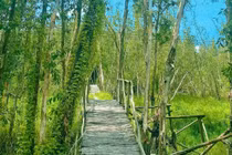 Check-in làng nổi Tân Lập với rừng tràm xanh mát bên dòng kênh