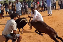  Màn chọi dê “tàn khốc” ở Ấn Độ: Kẻ phấn khích, người phẫn nộ