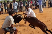  Màn chọi dê “tàn khốc” ở Ấn Độ: Kẻ phấn khích, người phẫn nộ