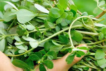 Bất ngờ loại rau dại là vị thuốc trường thọ, vitamin dưỡng da