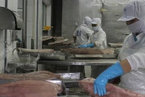 Xuất khẩu cá ngừ sang Hàn Quốc bất ngờ tăng 