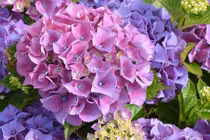 Người sinh ngày Âm lịch này, đàn ông hay phụ nữ đều có số làm giàu 