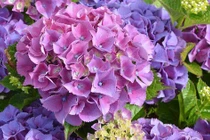 Người sinh ngày Âm lịch này, đàn ông hay phụ nữ đều có số làm giàu 