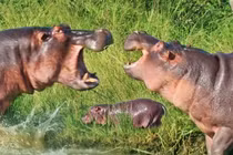 Hà mã con thiệt mạng trong cuộc đánh nhau tranh giành lãnh thổ