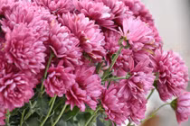 3 con giáp được Thần Tài ưu ái, đầu tháng 7 lộc rơi ngay cửa