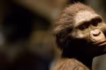 Người vượn phương Nam mới là loài đầu tiên đứng thẳng? 