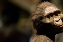 Người vượn phương Nam mới là loài đầu tiên đứng thẳng? 