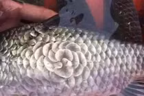  Mua cá vảy lạ tưởng quý, hóa ra trong bụng chứa điều kinh dị 