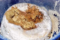 Hãi hùng đặc sản phô mát toàn giòi, nhìn thôi cũng tái mặt