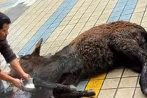 Món ăn kinh dị, nghe tên đã rùng mình vì độ tàn nhẫn