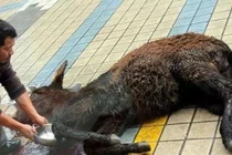 Món ăn kinh dị, nghe tên đã rùng mình vì độ tàn nhẫn