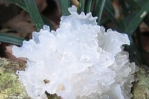 Bệnh nhân mắc ung thư gan vì món bổ dưỡng: Bác sĩ khuyến cáo