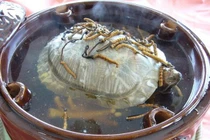 Kinh hãi món súp rùa sống, ngon bổ nhưng ám ảnh cả đời