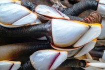 Kinh ngạc “đặc sản đến từ địa ngục”, hình dạng cực lạ