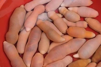 Ngã ngửa trước đặc sản hình dạng nhạy cảm, cách ăn càng gây sốc