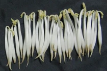 Giật mình loại rau không nên mua, số 3 gây kinh ngạc nhất