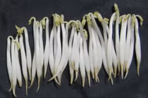 Giật mình loại rau không nên mua, số 3 gây kinh ngạc nhất