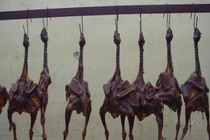 “Gà hong gió” - món cực phẩm bị lên án vì dã man tận cùng 