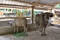 Vợ U70 đuổi chồng ra chuồng bò ngủ chỉ vì... yếu sinh lý