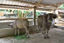 Vợ U70 đuổi chồng ra chuồng bò ngủ chỉ vì... yếu sinh lý