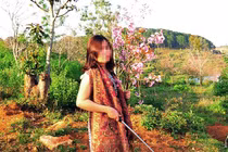 Phó giám đốc Sở Tư pháp bẻ hoa anh đào bị xử lý thế nào?