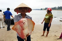 Nước biển miền Trung an toàn để tắm và nuôi trồng thủy sản