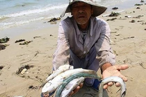 Formosa làm cá chết hàng loạt ở miền Trung, bồi thường 500 triệu USD