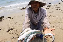 Formosa làm cá chết hàng loạt ở miền Trung, bồi thường 500 triệu USD