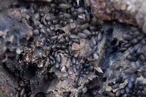 Sợ bọ đậu đen là điềm gở, người dân làm lễ cúng tiễn