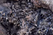 Sợ bọ đậu đen là điềm gở, người dân làm lễ cúng tiễn