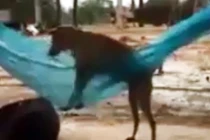 Sửng sốt với chú chó biết nằm võng ngủ như người