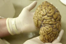 Phát hiện mới về bộ lạc ăn thịt người ở Papua New Guinea