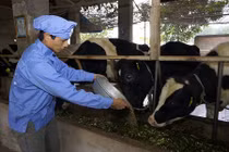 Love’ in Farm và câu chuyện làm nên sản phẩm sữa tiêu chuẩn