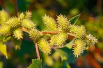 Thương nhĩ tử món quà của thiên nhiên