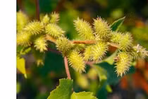 Thương nhĩ tử tán - Bài thuốc quý trị viêm mũi, viêm xoang 