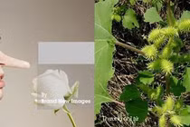 Mũi - “chiếc vé thông hành” của mùi hương