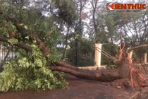 Mưa giông khiến 6 người thương vong, hàng trăm cây gãy đổ ở HN