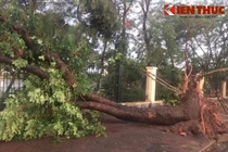 Mưa giông khiến 6 người thương vong, hàng trăm cây gãy đổ ở HN