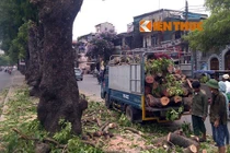 Hà Nội chi tới 36 triệu để... chặt một cây xà cừ
