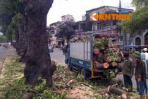 Thanh tra toàn diện việc thay thế cây xanh ở Hà Nội