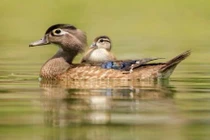 Ảnh hiếm về tình mẫu tử tuyệt vời của động vật