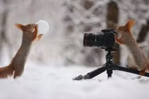 Chết mê sóc siêu dễ thương tạo dáng chụp ảnh như con người