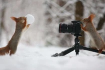 Chết mê sóc siêu dễ thương tạo dáng chụp ảnh như con người