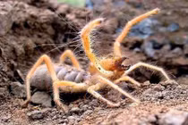Loài nhện lạc đà kinh dị giết người bằng một vết cắn