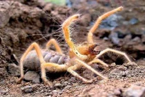 Loài nhện lạc đà kinh dị giết người bằng một vết cắn