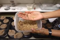 Con vật trông ghê này lại có giá trị dinh dưỡng cao