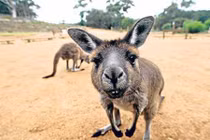 Trải nghiệm cực độc khi lái xe xuyên nước Úc