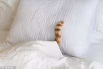 Bác sĩ hốt hoảng gắp cục lông mèo trong...âm đạo 