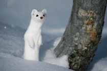 Ảnh hiếm “lừa tình” về chồn Bắc cực chân ngắn 