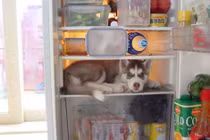 Chết cười với những chú chó trốn chủ siêu tinh vi